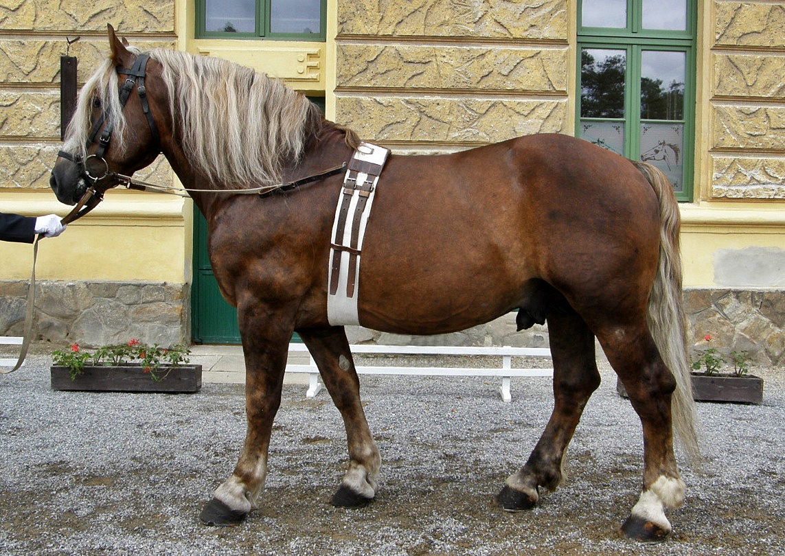 Michaela Šindelářová © 2008