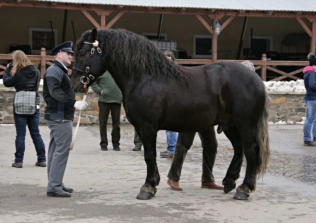 kluci sikovni