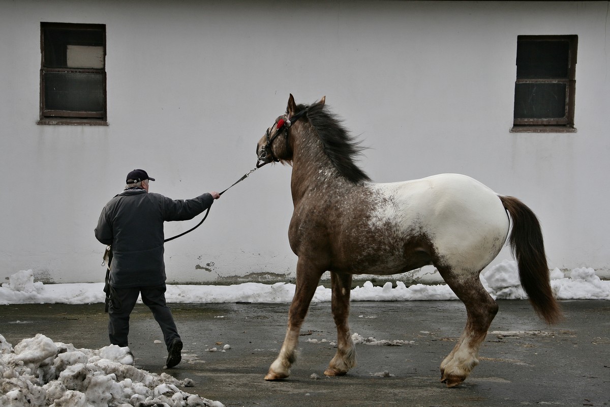 neboj, bude se ti to libit...