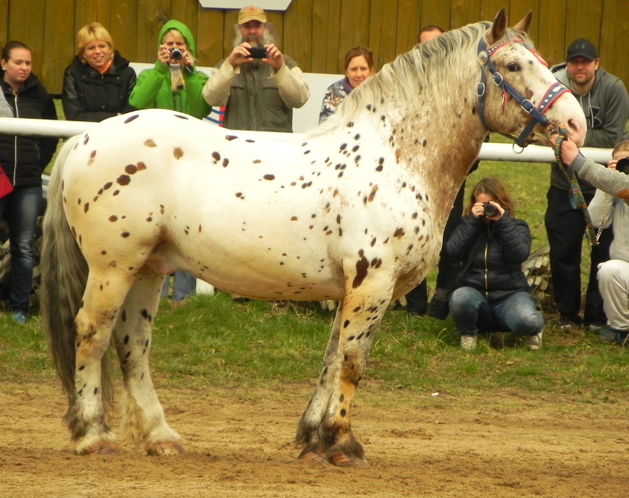1152 White Tiger