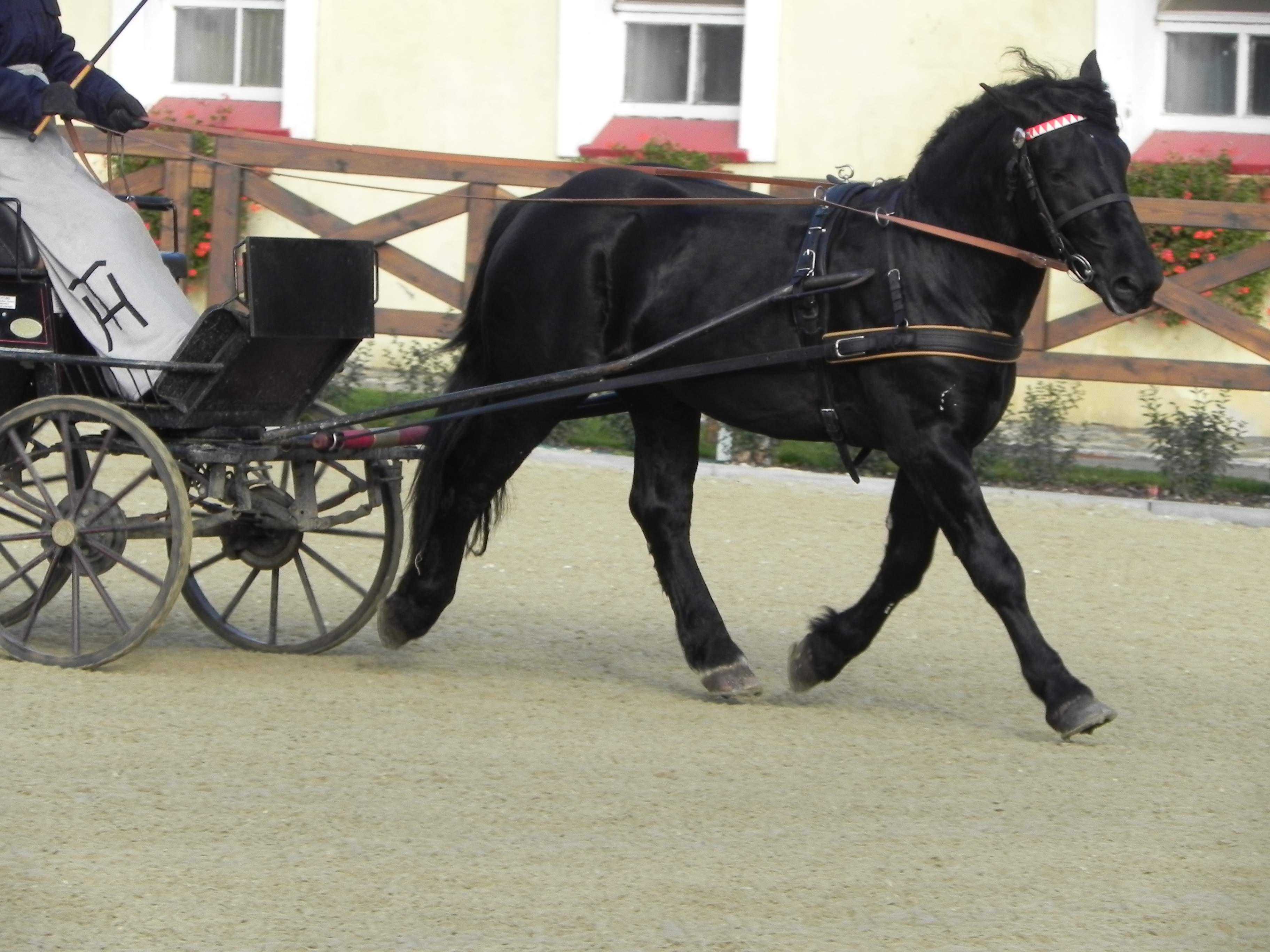 ZV hřebců Tlumačov, M.Olbertová