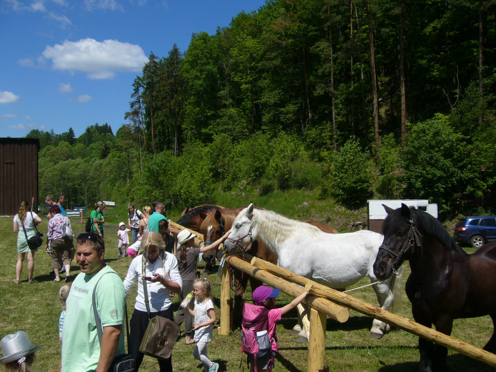 vystava koni Kyselka 2017_4