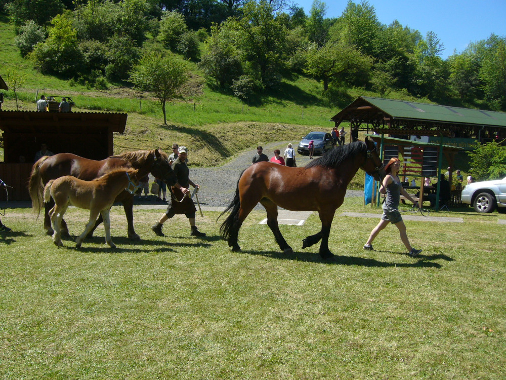 vystava koni Kyselka 2017_13