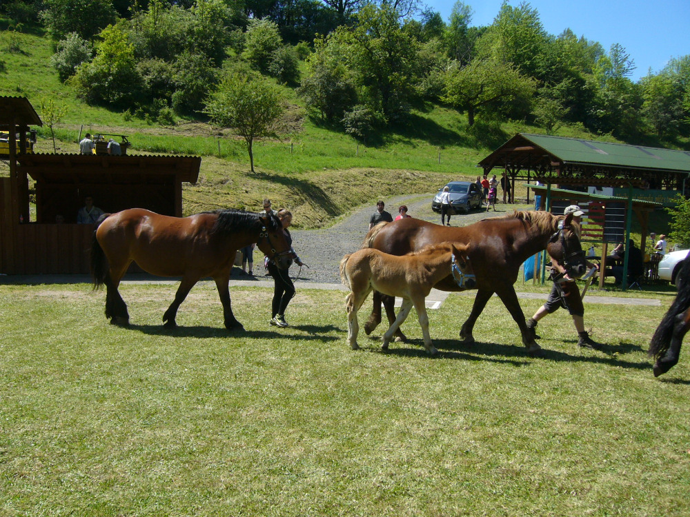 vystava koni Kyselka 2017_14