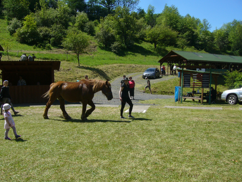 vystava koni Kyselka 2017_15