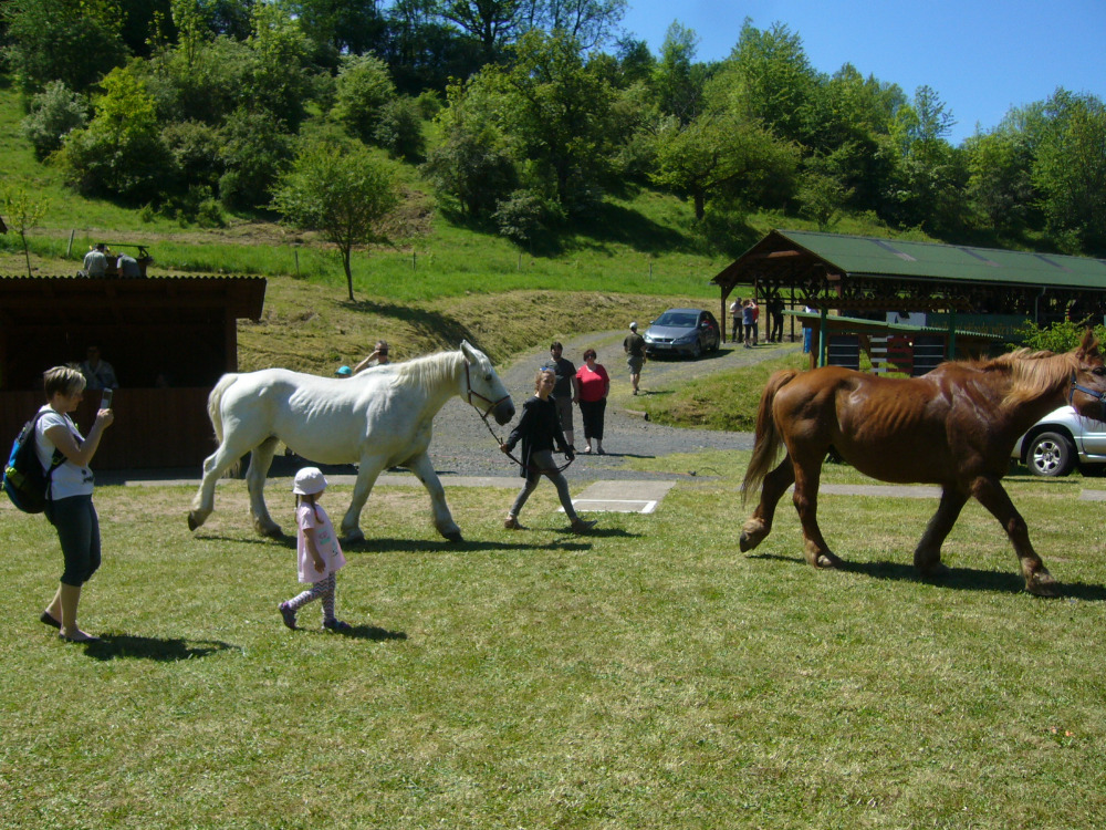 vystava koni Kyselka 2017_16