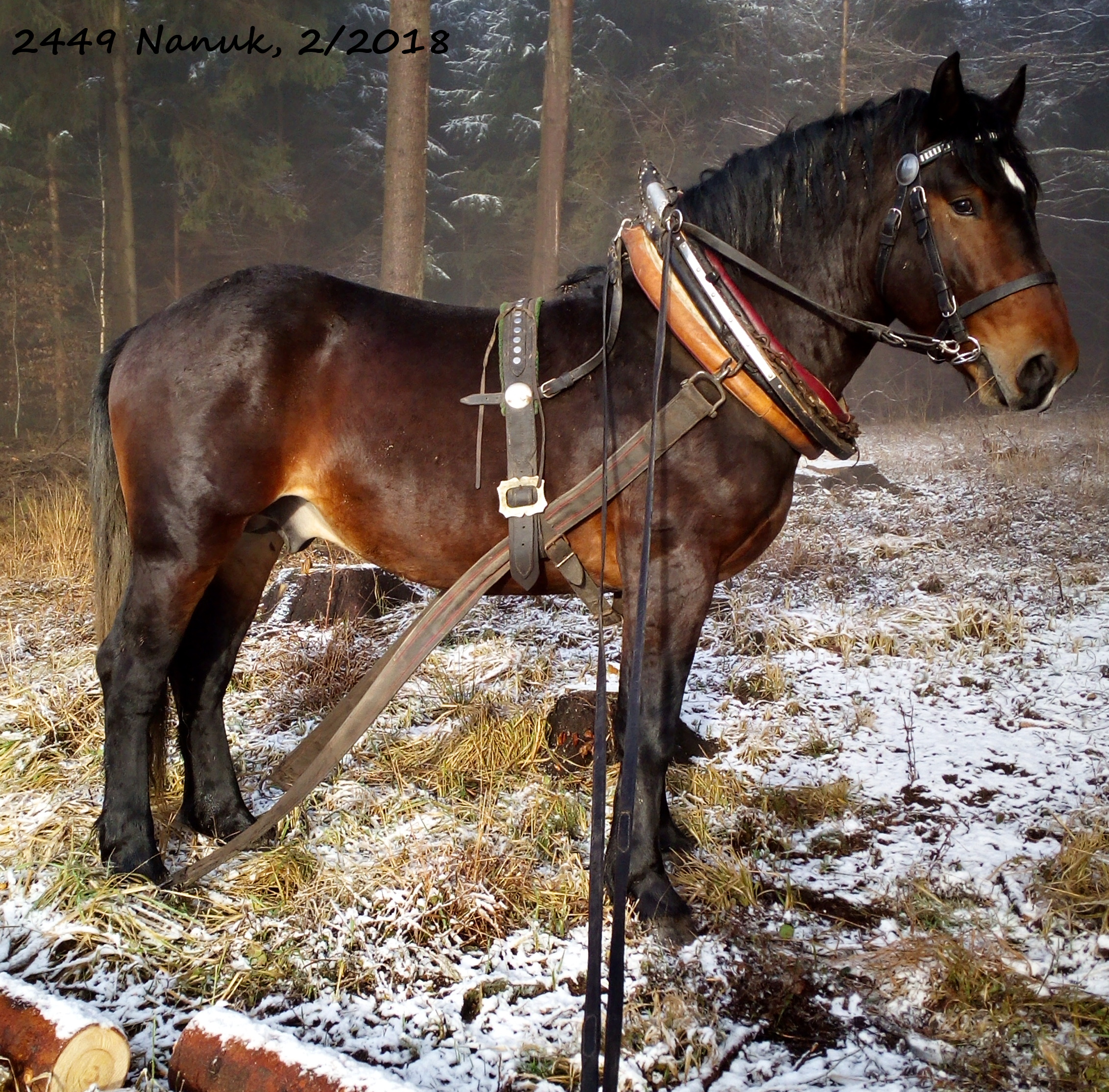 Nanuk, 2/2018, foto D.Šíma