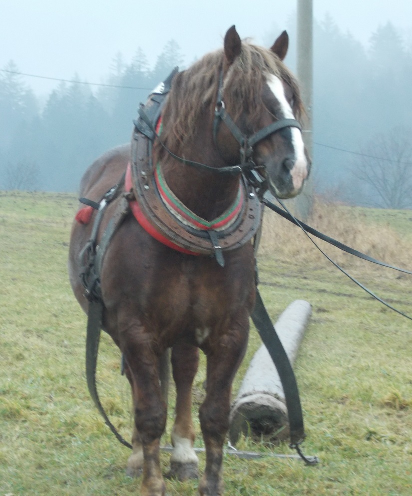 Nadar , foto J.Svobodová 2/2018