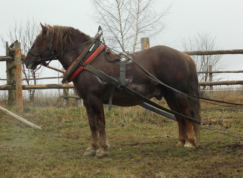 Nadar, foto J.Svobodová 2/2018