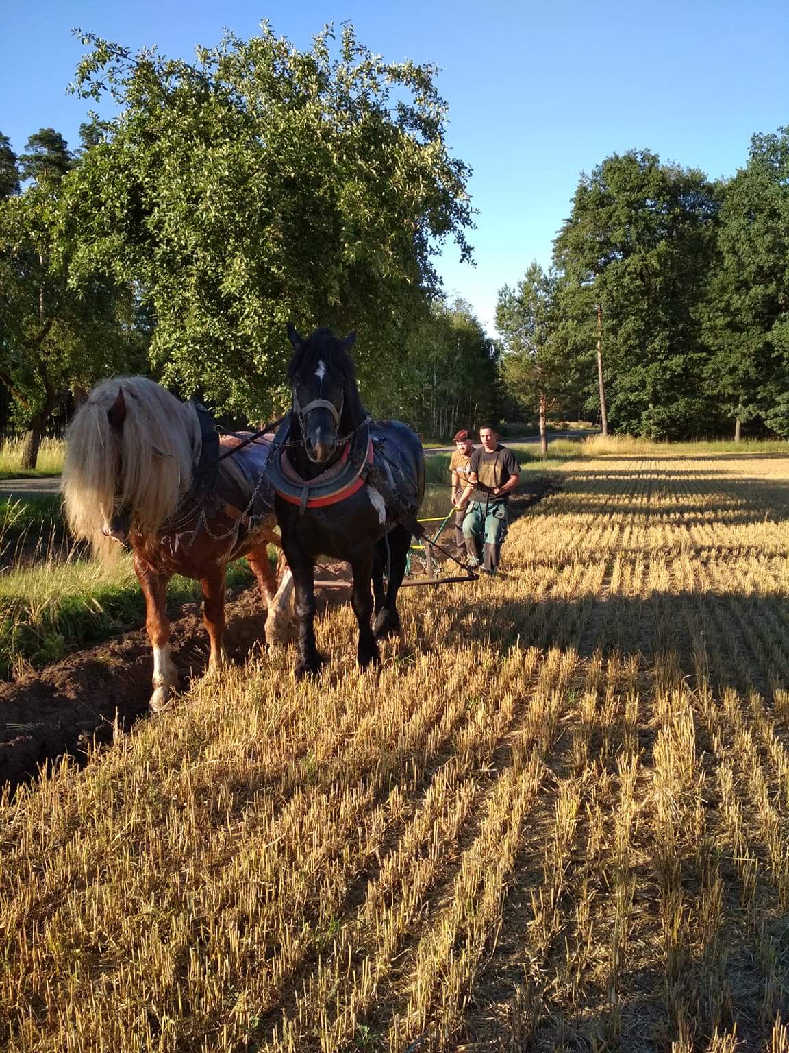 při orbě s hřebcem 2067 Barmín z Lipský na stanici Dolní Jelení, 7/2018