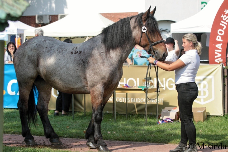 IMG_3748 67 609 Stela po Sagem